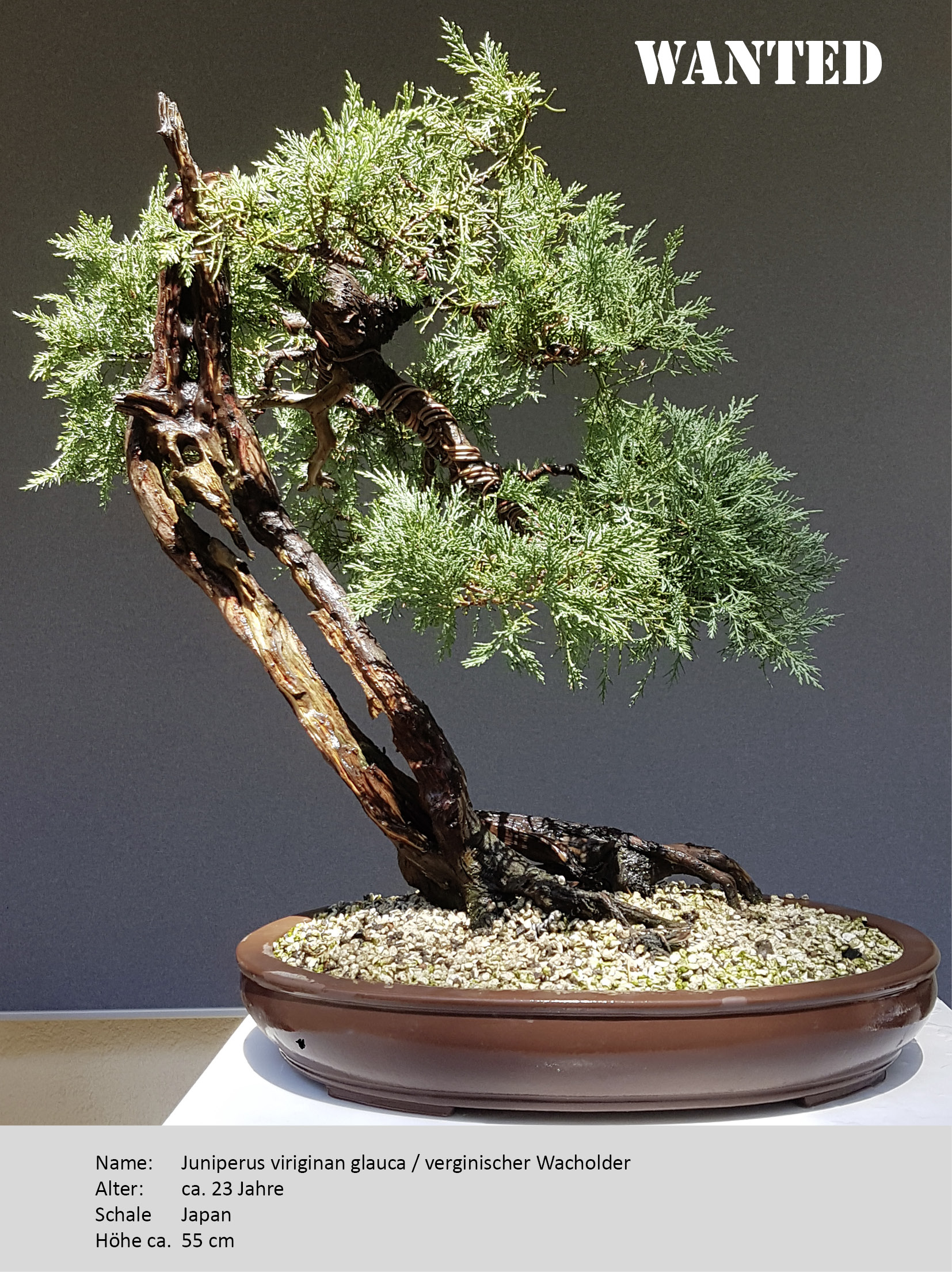 Bonsai-Diebstahl - Die Datenbank im WWW