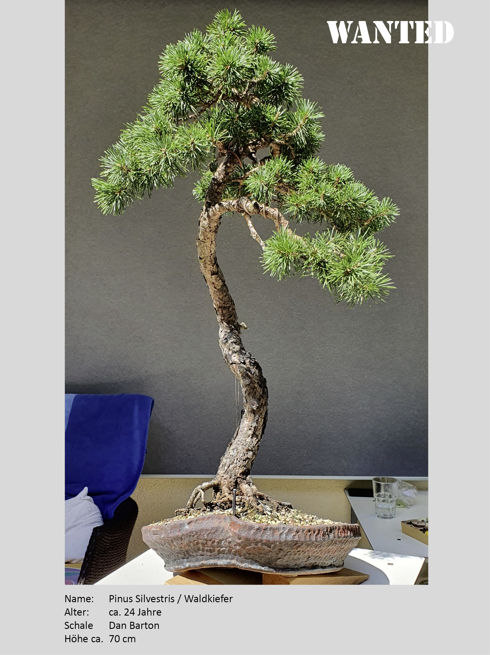 Bonsai-Diebstahl - Die Datenbank im WWW